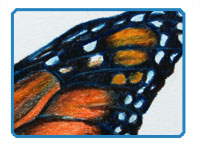 Colored Pencil Butterfly Part 1