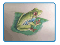 Colored pencil drawing of a tree frog tutorial