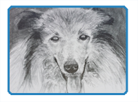 Pencil Drawing of a Dog