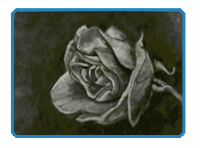 How to Draw a Rose with Charcoal