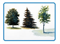 Paint Trees with Watercolor Header