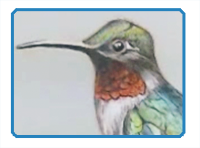 Ruby Throated Hummingbird Drawing Tutorial