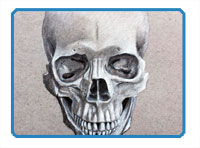 Portrait Drawing - The Skull Frontal View