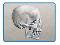 Drawing the skull-profile view
