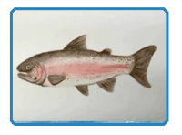 How to paint a trout