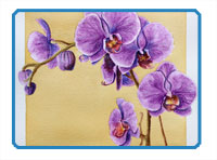 Watercolor pencils Orchid Part 1