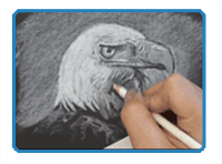 Bald Eagle Drawing Tutorial